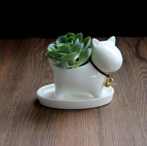 desktop succulent planter, indoor ceramic pot, small potted plant - available at Sparq Mart